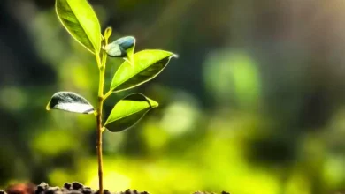 Piante pianta come curarle