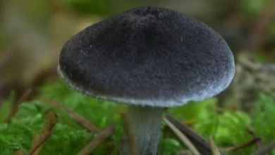 Funghi Miracolosi: Scoperte che Cambiano il Futuro della Terra 7 Funghi Miracolosi: Scoperte che Cambiano il Futuro della Terra