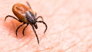 Allerta Sanitaria per il Nuovo Virus Wetland: Un Patogeno Trasmettitore di Malattie Cerebrali 6 Virus Wetland