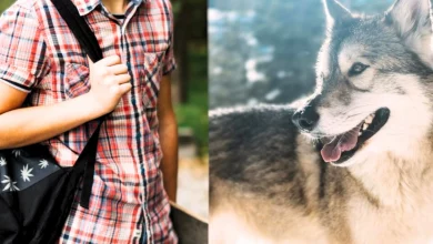 "Bambino-Lupo" a Scuola in Scozia: Comprendere la Disforia di Specie 10 "Bambino-Lupo" a Scuola in Scozia: Comprendere la Disforia di Specie