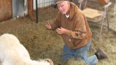 La Storia di Arthur "Jack" Schubarth: Uomo Condannato al Carcere per Aver Clonato una Pecora 4 La Storia di Arthur "Jack" Schubarth