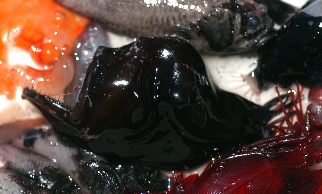Melanocetus johnsonii by NOAA 1
