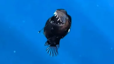 Raro Avvistamento di un Pesce Abissale: La Creatura degli Abissi Risale in Superficie 18 Raro Avvistamento di un Pesce Abissale: La Creatura degli Abissi Risale in Superficie