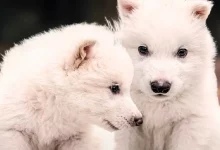 Dire Wolf: La rinascita di una specie estinta da 10.000 anni