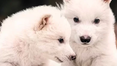 Dire Wolf: La rinascita di una specie estinta da 10.000 anni 25 Dire Wolf: La rinascita di una specie estinta da 10.000 anni