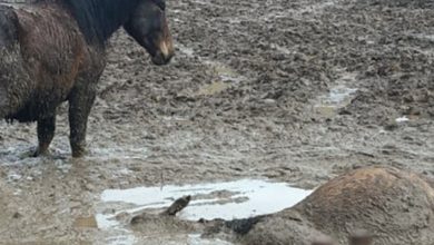 LA CONFERENZA DELLE DEMOCRATICHE DEL TERRITORIO AQUILANO ADERISCE ALLA MOBILITAZIONE ANIMALISTA 7 LA CONFERENZA DELLE DEMOCRATICHE DEL TERRITORIO AQUILANO ADERISCE ALLA MOBILITAZIONE ANIMALISTA
